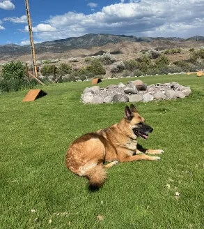 Dog Parks